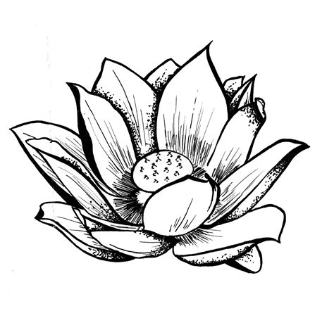 Free Lotus Drawing, Download Free Lotus Drawing png images, Free ...