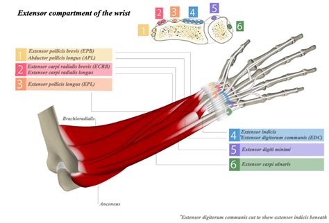 Extensor Compartments of Wrist - Anatomy - Medbullets Step 1