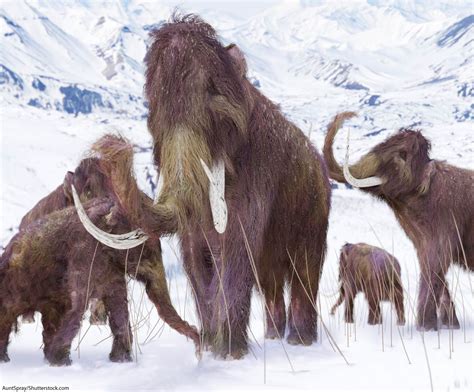 Ice Age Animals Mammoth