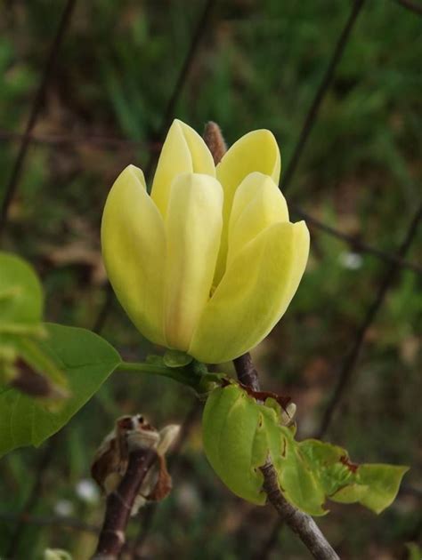 Yellow Bird Magnolia Magnolia 'Yellow Bird' - 7 Gallon Potted Tree