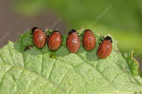 Colorado Potato Beetle larvae - Stock Image - C002/2242 - Science Photo ...