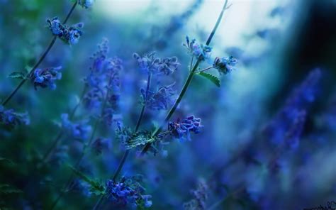 flowers, Nature, Depth Of Field, Sunlight, Blurred, Blue Flowers ...