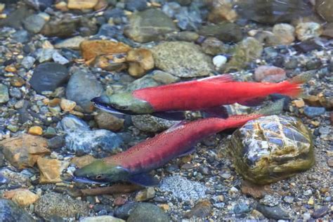 Why Do Kokanee Die After Spawning? – Outdoor Troop