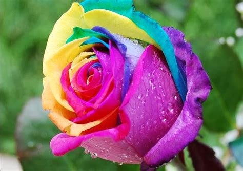 Flower Homes: Rainbow Roses