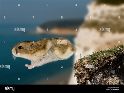 Lemming jumping off cliff Stock Photo - Alamy