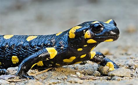 Fire Salamander | The Animal Facts | Appearance, Diet, Habitat, Behavior