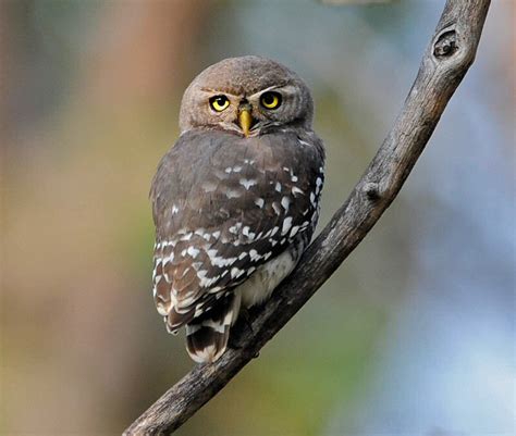 Forest Owlet - India's Endangered