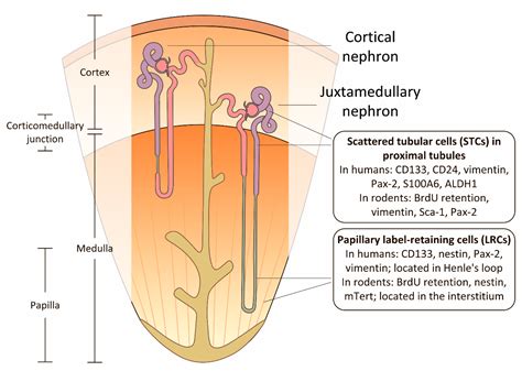 Labeled Kidney Cell