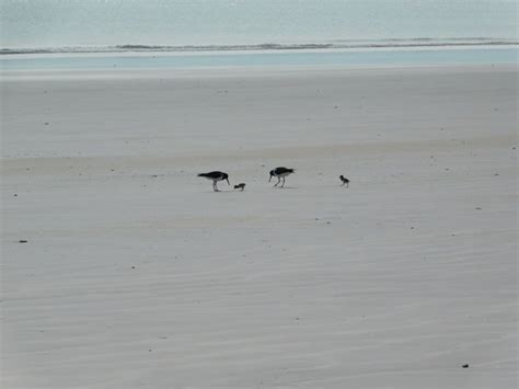 Pied Oystercatcher breeding season is here again! - 10,000 Birds