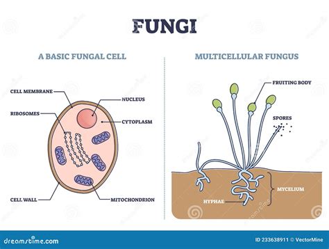 Fungi As Basic Fungal Cell and Multicellular Fungus Structure Outline ...