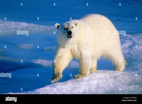 Adult polar bear (Ursus maritimus) hunting for seals on the melting ...