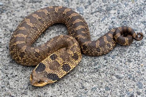 Western Hognose Snake Facts, Description, and Pictures