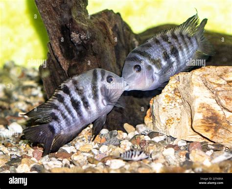 Convict Cichlid Breeding Setup And Requirements PetHelpful, 40% OFF