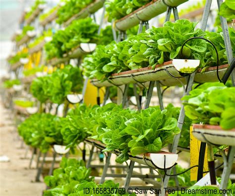 Farming in the City: A Crop of Urban Gardening Projects - Population ...