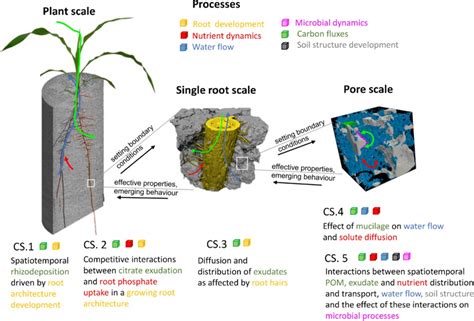 Linking rhizosphere processes across scales as illustrated by the case ...