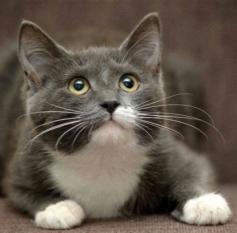 Gray And White Cat Breeds With Pictures