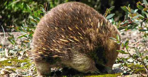 Echidna Behavior - AnimalBehaviorCorner