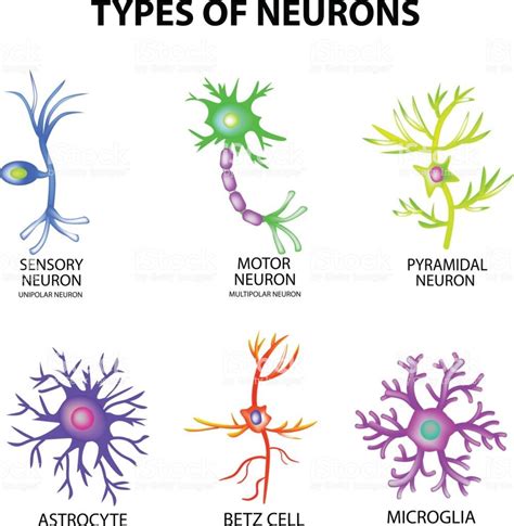 Types of neurons. Structure sensory, motor neuron, astrocyte ...