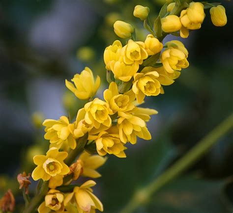 Oregon State Flower Mahonia · Free photo on Pixabay