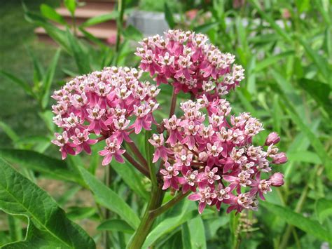 100 Pink Swamp Milkweed seeds, Asclepias Incarnata Pink - Milkweed 4 ...