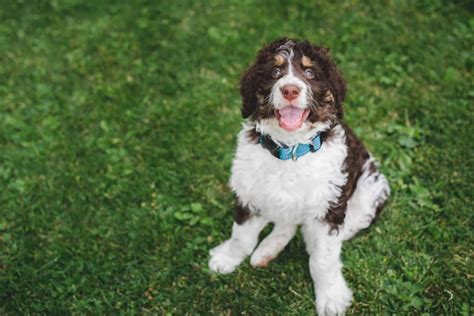 15+ Bernedoodle Colors And Coat Patterns Explained