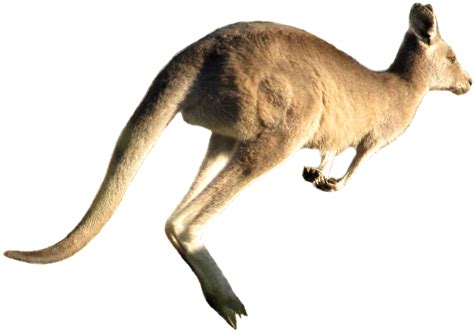 kangaroo jumping clipart 10 free Cliparts | Download images on ...