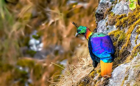 Danphe | National Bird of Nepal | Himalayan Monal