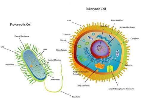 What Is Eukaryotic Transcription? (with pictures)