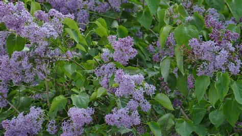 How to Prune Lilac Bushes Like a Pro