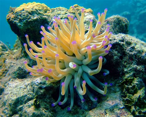 sea+anemone.jpg (2547×2038) | Nature - Jellyfish, Anemones, Sponges ...