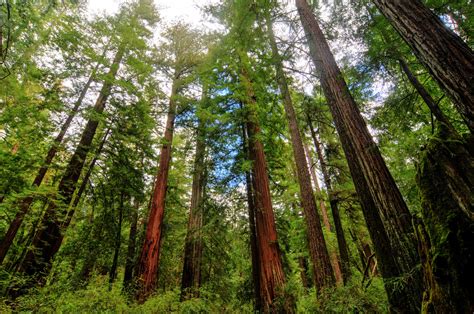 Giant Sequoias and Redwoods: The Largest and Tallest Trees | Live Science