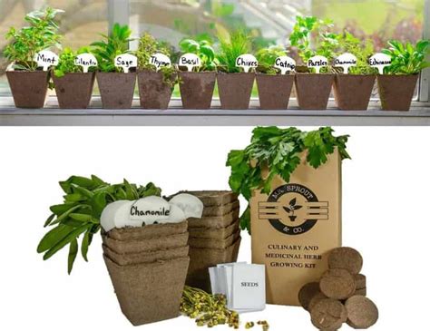 The Best Indoor Herb Garden Kits | Indoor Gardening