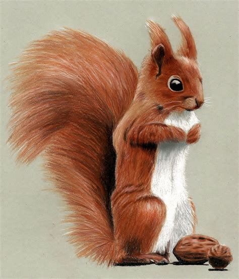 Cute Squirrel Drawing with Colored Pencils by JasminaSusak on ...