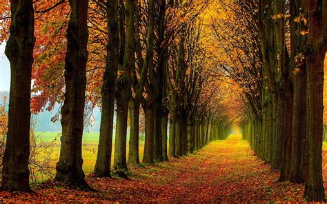 HD wallpaper: AUTUMN RAYS, nature, trees, light, forests | Wallpaper Flare