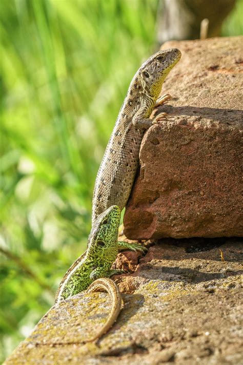 Sand lizard couple : wildlifephotography