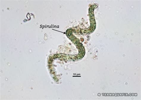 Spirulina - Aquafix