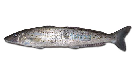 King George Whiting | Get Fishing