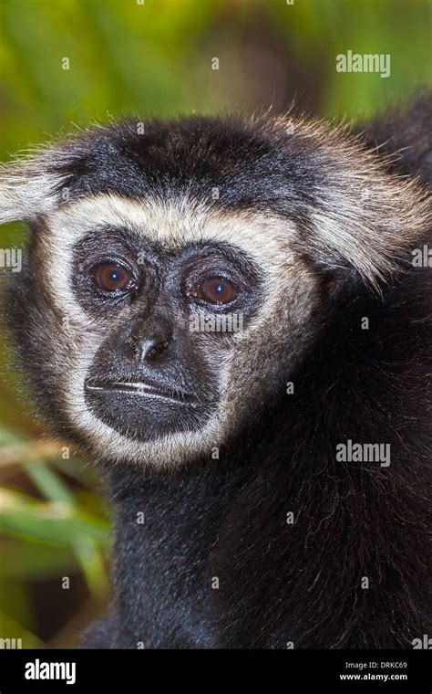 Male Pileated Gibbon Stock Photo - Alamy