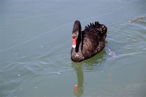 Black Swan Lake Pond - Free photo on Pixabay - Pixabay