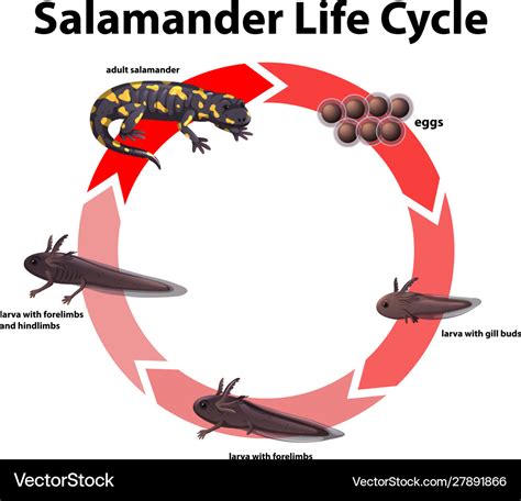 Diagram showing life cycle salamander Royalty Free Vector