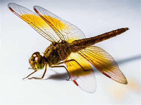 dragonfly symbolism