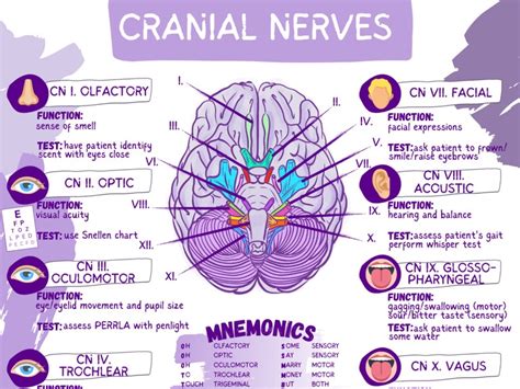 Cranial Nerves & Functions Worksheet Template-student Nurse Review ...