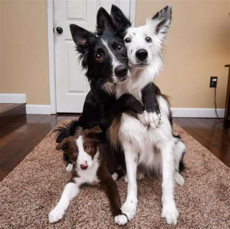 Hugging Dogs Get New Border Collie Puppy Brother - The Dodo