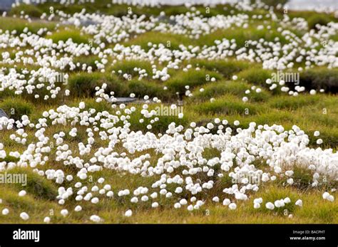 Greenland, Angmassalik Region, Tiniteqlaaq, Polar Vegetation, Flowers ...