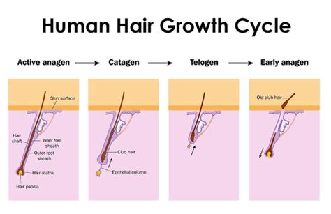 Stages of the Hair Growth Cycle| DermMatch UK