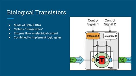 Biological Computing - YouTube