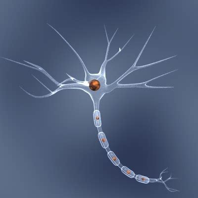 neuron cell 3d model