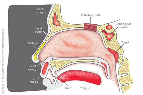 Nose structure | Nose diagram, Nose structure, Human anatomy