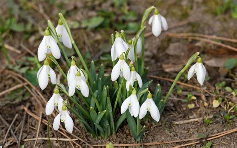 Snowdrops Flowers White - Free photo on Pixabay - Pixabay