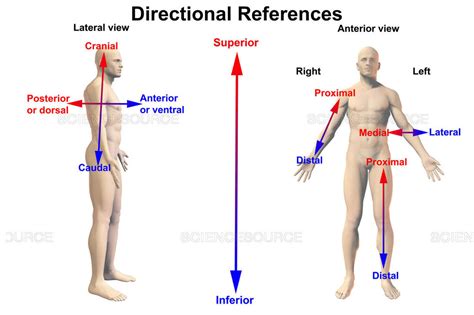 Learn Directional Terms - 7th Gr. Life Science